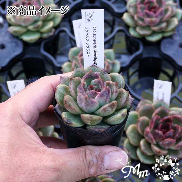 260:Echeveria 'Amethyst'(٥ꥢ ᥸)ѥݥå[¿ʪ]<img class='new_mark_img2' src='https://img.shop-pro.jp/img/new/icons6.gif' style='border:none;display:inline;margin:0px;padding:0px;width:auto;' />