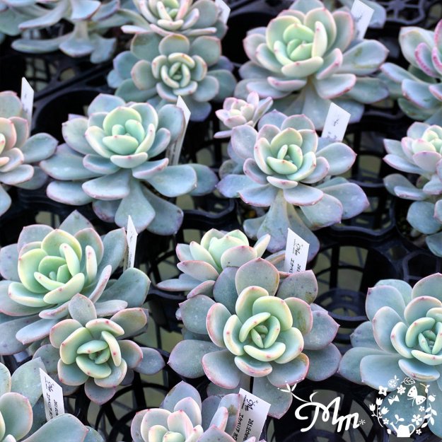 261:Echeveria 'White Moon Light'(٥ꥢ ۥ磻ȥࡼ饤)ѥݥå[¿ʪ]<img class='new_mark_img2' src='https://img.shop-pro.jp/img/new/icons6.gif' style='border:none;display:inline;margin:0px;padding:0px;width:auto;' />