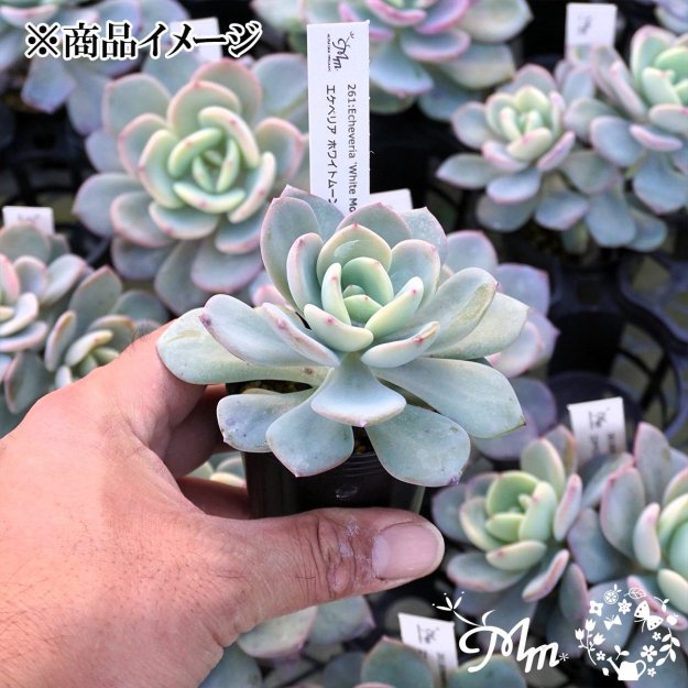 261:Echeveria 'White Moon Light'(٥ꥢ ۥ磻ȥࡼ饤)ѥݥå[¿ʪ]<img class='new_mark_img2' src='https://img.shop-pro.jp/img/new/icons6.gif' style='border:none;display:inline;margin:0px;padding:0px;width:auto;' />