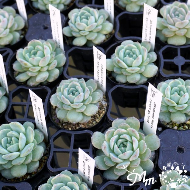 263:Echeveria 'Pink Ice'(٥ꥢ ԥ󥯥)ѥݥå[¿ʪ]<img class='new_mark_img2' src='https://img.shop-pro.jp/img/new/icons6.gif' style='border:none;display:inline;margin:0px;padding:0px;width:auto;' />