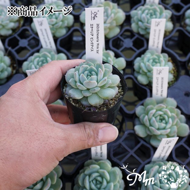 263:Echeveria 'Pink Ice'(٥ꥢ ԥ󥯥)ѥݥå[¿ʪ]<img class='new_mark_img2' src='https://img.shop-pro.jp/img/new/icons6.gif' style='border:none;display:inline;margin:0px;padding:0px;width:auto;' />