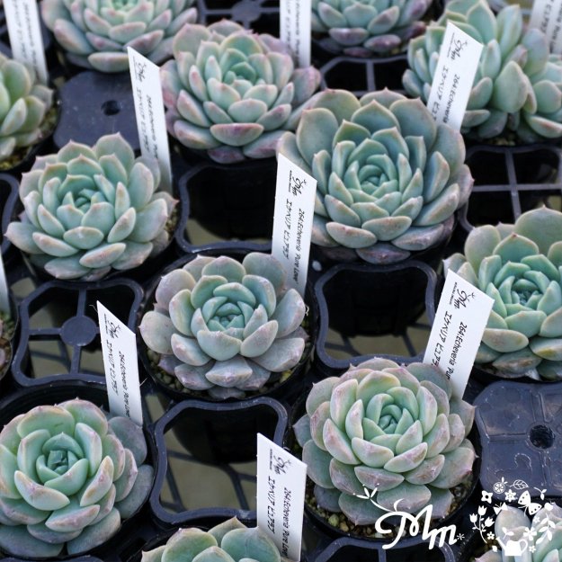 264:Echeveria 'Pure Love'(٥ꥢ ԥ奢)ѥݥå[¿ʪ]<img class='new_mark_img2' src='https://img.shop-pro.jp/img/new/icons6.gif' style='border:none;display:inline;margin:0px;padding:0px;width:auto;' />