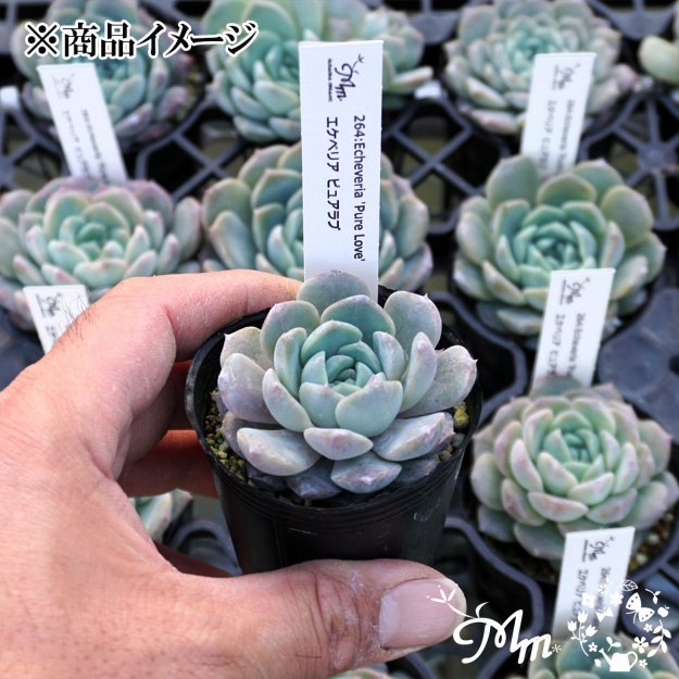 264:Echeveria 'Pure Love'(٥ꥢ ԥ奢)ѥݥå[¿ʪ]<img class='new_mark_img2' src='https://img.shop-pro.jp/img/new/icons6.gif' style='border:none;display:inline;margin:0px;padding:0px;width:auto;' />