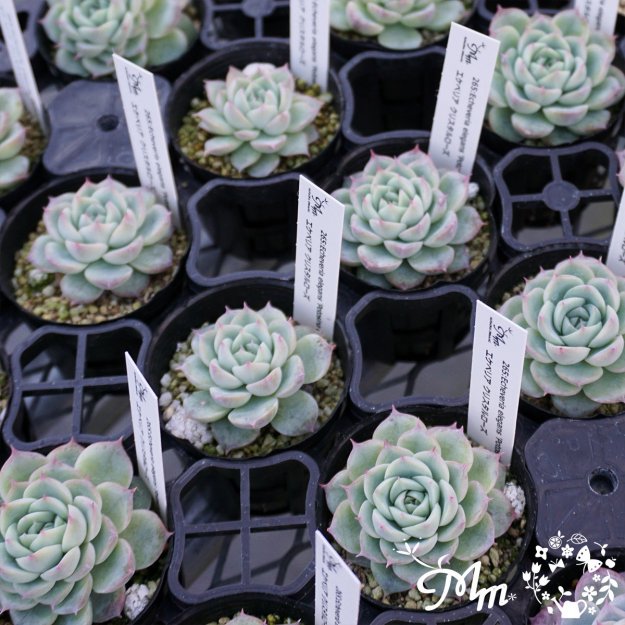 265:Echeveria elegans 'Potosina Crystal Rose'(٥ꥢ ꥹ)ѥݥå[¿ʪ]<img class='new_mark_img2' src='https://img.shop-pro.jp/img/new/icons6.gif' style='border:none;display:inline;margin:0px;padding:0px;width:auto;' />