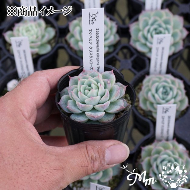 265:Echeveria elegans 'Potosina Crystal Rose'(٥ꥢ ꥹ)ѥݥå[¿ʪ]<img class='new_mark_img2' src='https://img.shop-pro.jp/img/new/icons6.gif' style='border:none;display:inline;margin:0px;padding:0px;width:auto;' />