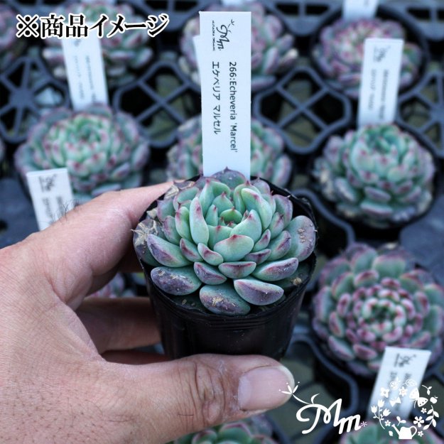 266:Echeveria 'Marcel'(٥ꥢ ޥ륻)ѥݥå[¿ʪ]<img class='new_mark_img2' src='https://img.shop-pro.jp/img/new/icons6.gif' style='border:none;display:inline;margin:0px;padding:0px;width:auto;' />