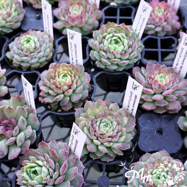 268:Echeveria 'Red Hole'(٥ꥢ åɥۡ)ѥݥå[¿ʪ]<img class='new_mark_img2' src='https://img.shop-pro.jp/img/new/icons6.gif' style='border:none;display:inline;margin:0px;padding:0px;width:auto;' />