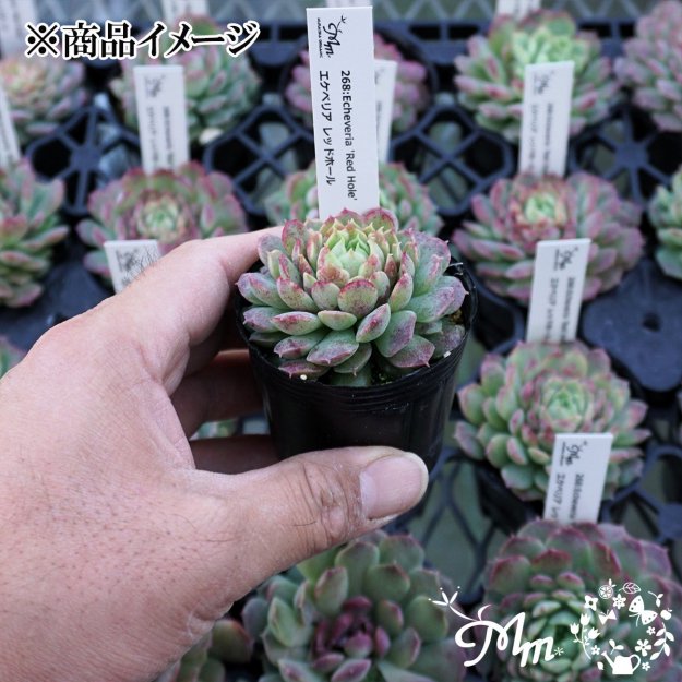 268:Echeveria 'Red Hole'(٥ꥢ åɥۡ)ѥݥå[¿ʪ]<img class='new_mark_img2' src='https://img.shop-pro.jp/img/new/icons6.gif' style='border:none;display:inline;margin:0px;padding:0px;width:auto;' />