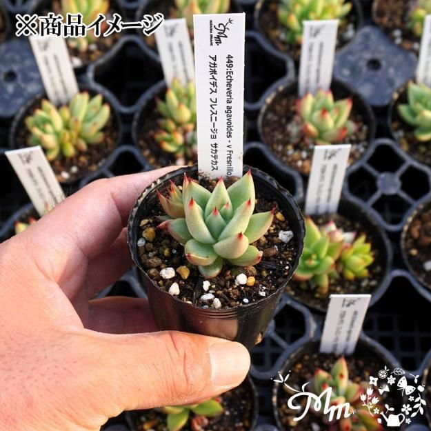 449:Echeveria agavoides - v Fresnillo,Zacatecas(ܥǥ ե쥹ˡ ƥ)ѥݥå[¿ʪ쥹]