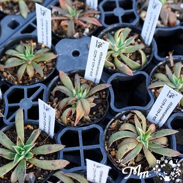 多肉植物　エケベリア 香水　古株群生 鉢土付き 多肉植物 エケベリア 香水 古株群生 鉢土付き 多肉植物