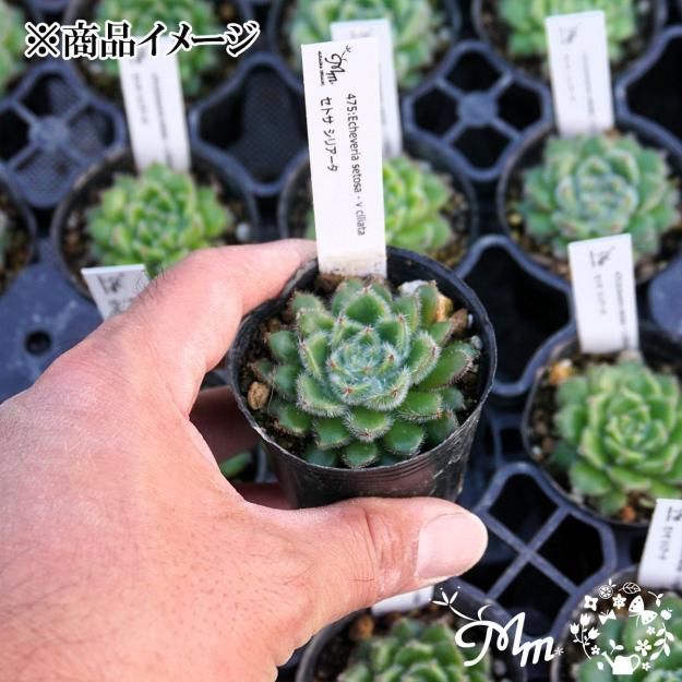 エケベリア・セダム tococo 多肉植物【もりもり♡シリーズ】ロココ エケベリア・セダム