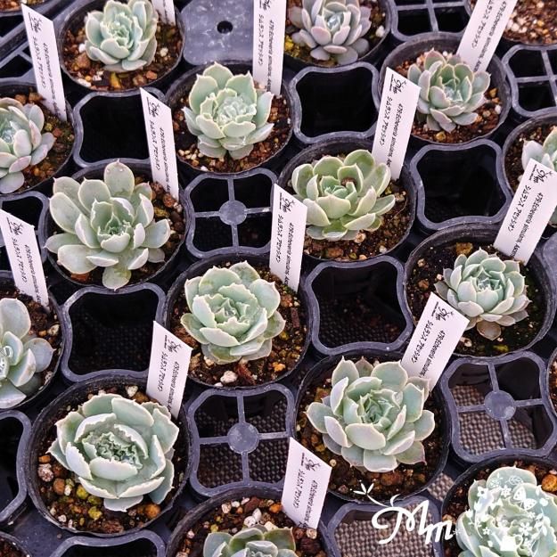 479:Echeveria simulans, Ascension(エケベリア シムランス