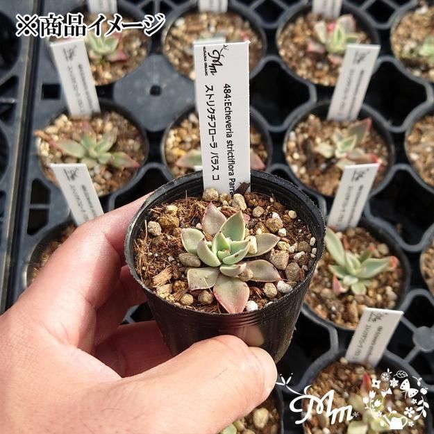 484:Echeveria strictiflora Parras Co(エケベリア ストリクチ