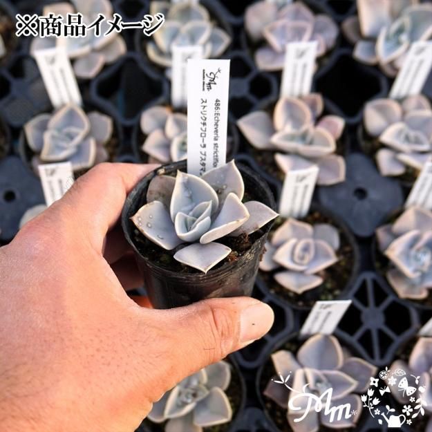 男*屋様 H775　ストリクチフローラ　50株　抜き苗　多肉植物 エケベリア 韓 H775 ストリクチフローラ 50株 抜き苗 多肉植物 エケベリア 韓国