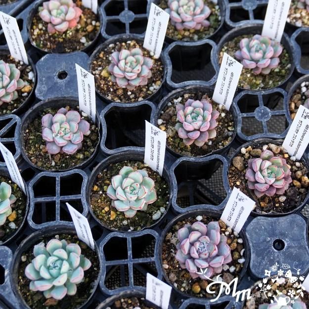 多肉植物　6点　まとめ出品 489:Echeveria subcorymbosa ,Juxtlahuaca(エケベリア