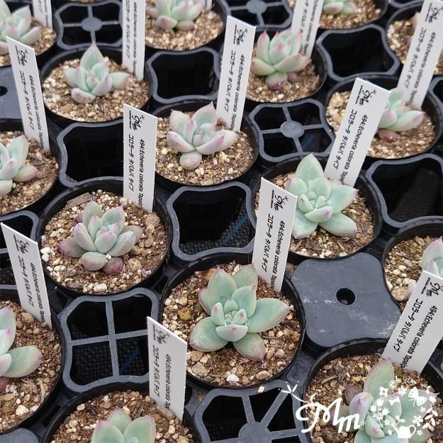 多肉植物 エケベリア 45.ホワイトザラゴーサ×コロラータタパル 494