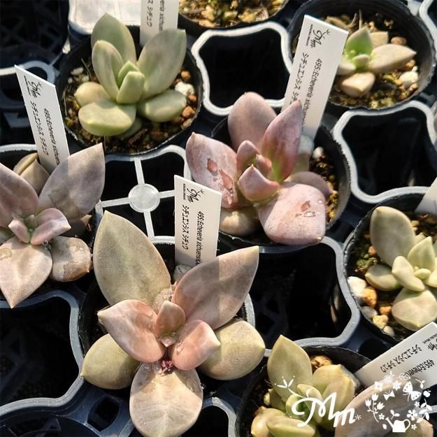 超絶希少！多肉植物シリーズ・エケベリア属・コッキネア・モンストinわけけのお店 超絶希少！多肉植物シリーズ・エケベリア属・コッキネア