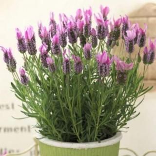 ラベンダーの苗の商品一覧をみる