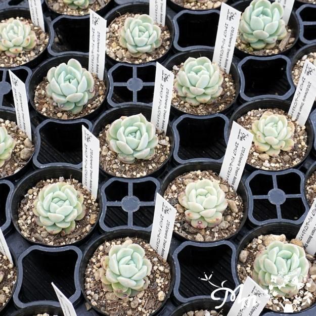 270:Echeveria 'Dream Bobble Shadow'(٥ꥢ ɥ꡼Х֥륷ɥ)ѥݥå[¿ʪ]<img class='new_mark_img2' src='https://img.shop-pro.jp/img/new/icons6.gif' style='border:none;display:inline;margin:0px;padding:0px;width:auto;' />