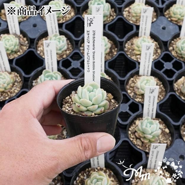 270:Echeveria 'Dream Bobble Shadow'(٥ꥢ ɥ꡼Х֥륷ɥ)ѥݥå[¿ʪ]<img class='new_mark_img2' src='https://img.shop-pro.jp/img/new/icons6.gif' style='border:none;display:inline;margin:0px;padding:0px;width:auto;' />