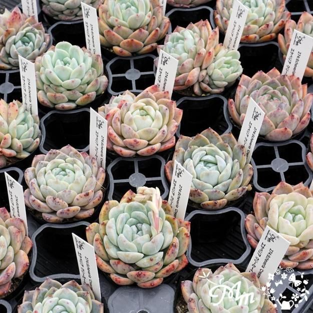 274:Echeveria 'Creamy Yellow Peach'(٥ꥢ ꡼ߡԡ)ѥݥå[¿ʪ]<img class='new_mark_img2' src='https://img.shop-pro.jp/img/new/icons6.gif' style='border:none;display:inline;margin:0px;padding:0px;width:auto;' />