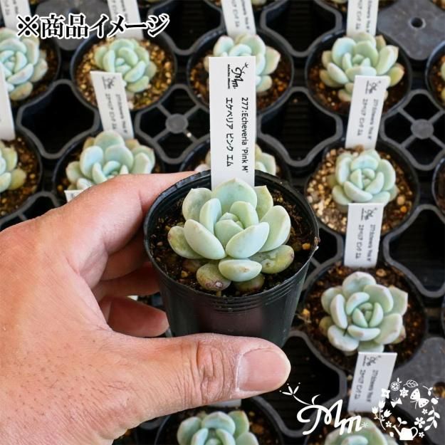 277:Echeveria 'Pink M'(٥ꥢ ԥ󥯥)ѥݥå[¿ʪ]<img class='new_mark_img2' src='https://img.shop-pro.jp/img/new/icons6.gif' style='border:none;display:inline;margin:0px;padding:0px;width:auto;' />