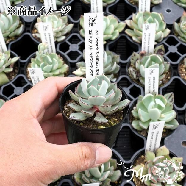 278:Echeveria 'Strictiflora v Nova'(٥ꥢ ȥꥯե Υ)ѥݥå[¿ʪ]<img class='new_mark_img2' src='https://img.shop-pro.jp/img/new/icons6.gif' style='border:none;display:inline;margin:0px;padding:0px;width:auto;' />