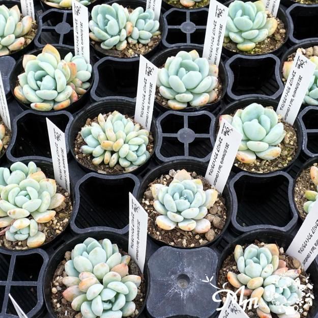 281:Echeveria 'laui x clavatum'(٥ꥢ 饦ߥХĥ)ѥݥå[¿ʪ]<img class='new_mark_img2' src='https://img.shop-pro.jp/img/new/icons6.gif' style='border:none;display:inline;margin:0px;padding:0px;width:auto;' />