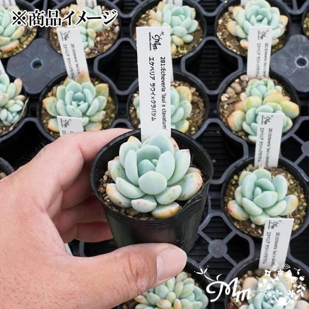 281:Echeveria 'laui x clavatum'(٥ꥢ 饦ߥХĥ)ѥݥå[¿ʪ]<img class='new_mark_img2' src='https://img.shop-pro.jp/img/new/icons6.gif' style='border:none;display:inline;margin:0px;padding:0px;width:auto;' />