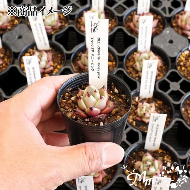 282:Echeveria 'Honey pink'(٥ꥢ ϥˡԥ)ѥݥå[¿ʪ]<img class='new_mark_img2' src='https://img.shop-pro.jp/img/new/icons6.gif' style='border:none;display:inline;margin:0px;padding:0px;width:auto;' />