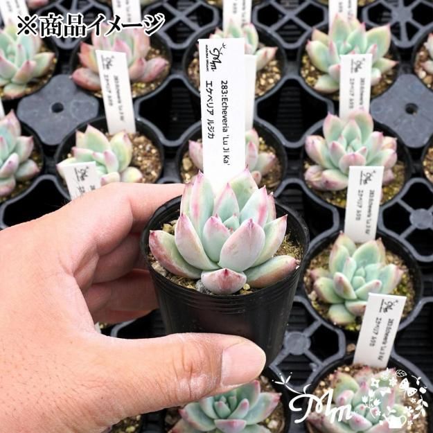 283:Echeveria 'Lu Ji Ka'(٥ꥢ 른)ѥݥå[¿ʪ]<img class='new_mark_img2' src='https://img.shop-pro.jp/img/new/icons6.gif' style='border:none;display:inline;margin:0px;padding:0px;width:auto;' />