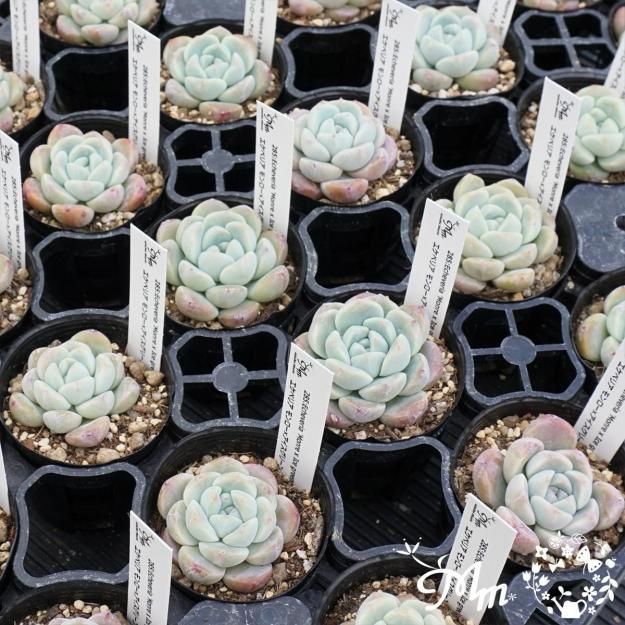 285:Echeveria 'Monre x Ice green'(٥ꥢ ߥ꡼)ѥݥå[¿ʪ]<img class='new_mark_img2' src='https://img.shop-pro.jp/img/new/icons6.gif' style='border:none;display:inline;margin:0px;padding:0px;width:auto;' />