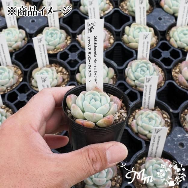 285:Echeveria 'Monre x Ice green'(٥ꥢ ߥ꡼)ѥݥå[¿ʪ]<img class='new_mark_img2' src='https://img.shop-pro.jp/img/new/icons6.gif' style='border:none;display:inline;margin:0px;padding:0px;width:auto;' />