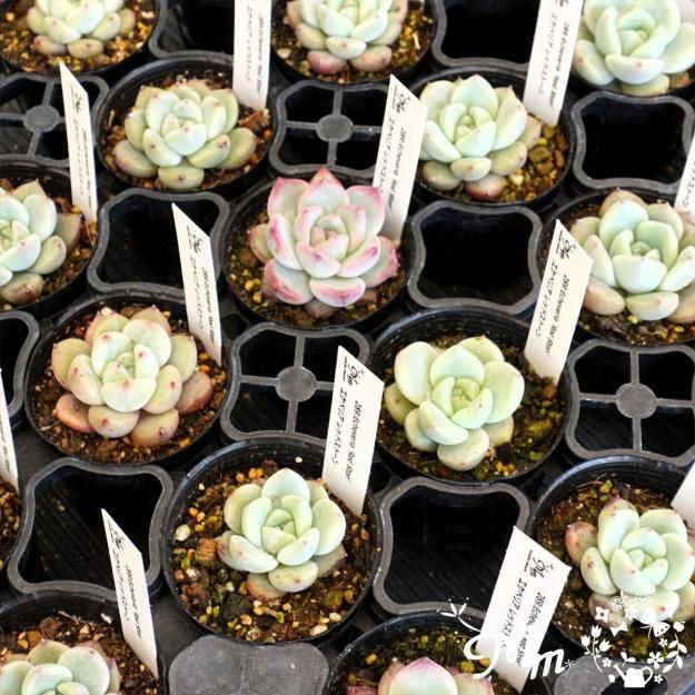 289:Echeveria 'Red Ston'(٥ꥢ åɥȡ)ѥݥå[¿ʪ]<img class='new_mark_img2' src='https://img.shop-pro.jp/img/new/icons6.gif' style='border:none;display:inline;margin:0px;padding:0px;width:auto;' />