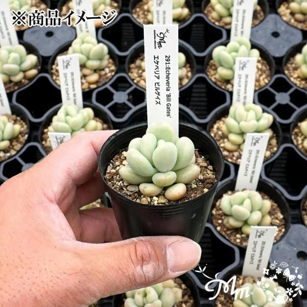 291:Echeveria 'Bill Gates'(٥ꥢ ӥ륲)ѥݥå[¿ʪ]<img class='new_mark_img2' src='https://img.shop-pro.jp/img/new/icons6.gif' style='border:none;display:inline;margin:0px;padding:0px;width:auto;' />