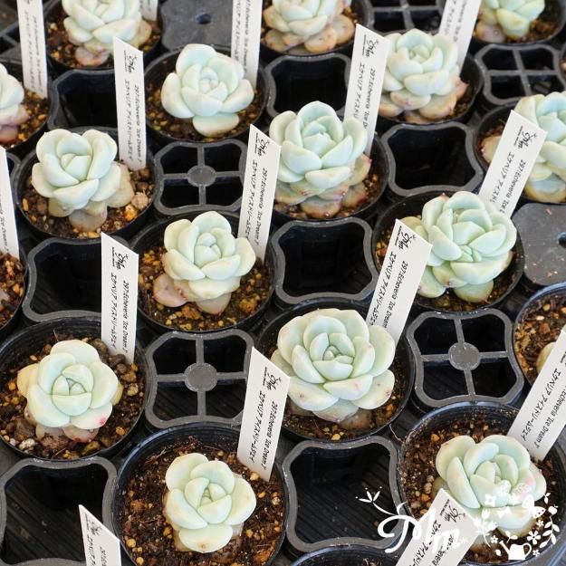 297:Echeveria 'Ice Dream J'(٥ꥢ ɥ꡼ॸ)ѥݥå[¿ʪ]<img class='new_mark_img2' src='https://img.shop-pro.jp/img/new/icons6.gif' style='border:none;display:inline;margin:0px;padding:0px;width:auto;' />