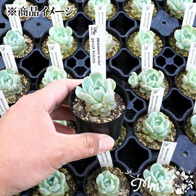 298:Echeveria 'Ice Soul'(٥ꥢ )ѥݥå[¿ʪ]<img class='new_mark_img2' src='https://img.shop-pro.jp/img/new/icons6.gif' style='border:none;display:inline;margin:0px;padding:0px;width:auto;' />