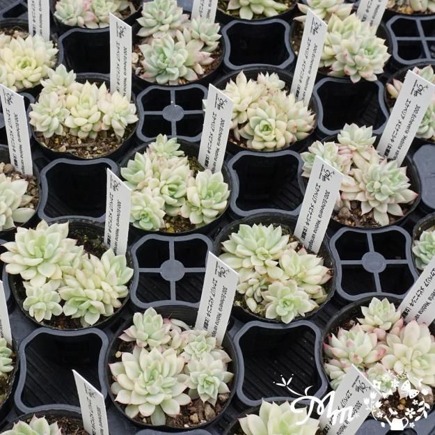 300:Echeveria 'Mebina variegata'(٥ꥢ ӥʥ˥)ѥݥå[¿ʪ]<img class='new_mark_img2' src='https://img.shop-pro.jp/img/new/icons6.gif' style='border:none;display:inline;margin:0px;padding:0px;width:auto;' />