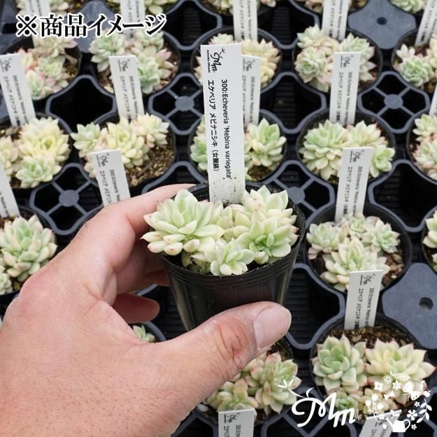 300:Echeveria 'Mebina variegata'(٥ꥢ ӥʥ˥)ѥݥå[¿ʪ]<img class='new_mark_img2' src='https://img.shop-pro.jp/img/new/icons6.gif' style='border:none;display:inline;margin:0px;padding:0px;width:auto;' />