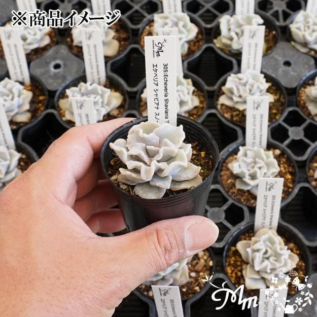 305:Echeveria Shaviana 'Snow Frills'(٥ꥢ ӥ Ρե)ѥݥå[¿ʪ]<img class='new_mark_img2' src='https://img.shop-pro.jp/img/new/icons6.gif' style='border:none;display:inline;margin:0px;padding:0px;width:auto;' />