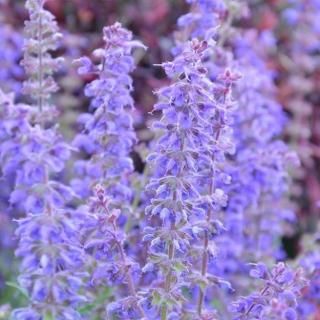 オリオン様　確認用　サルビア　紫色　抜き苗 オリオン様 確認用 サルビア 紫色 抜き苗 宿根草,アイウエオ順,カ～タ