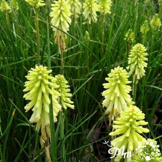 トリトマ 苗 トーチリリー１苗〜250円くらい トリトマ 苗 トーチリリー1苗〜250円くらい