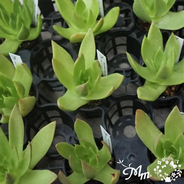 498:Dudleya brittonii ,Bufadora(ダドレア(仙女盃) ブリトニー