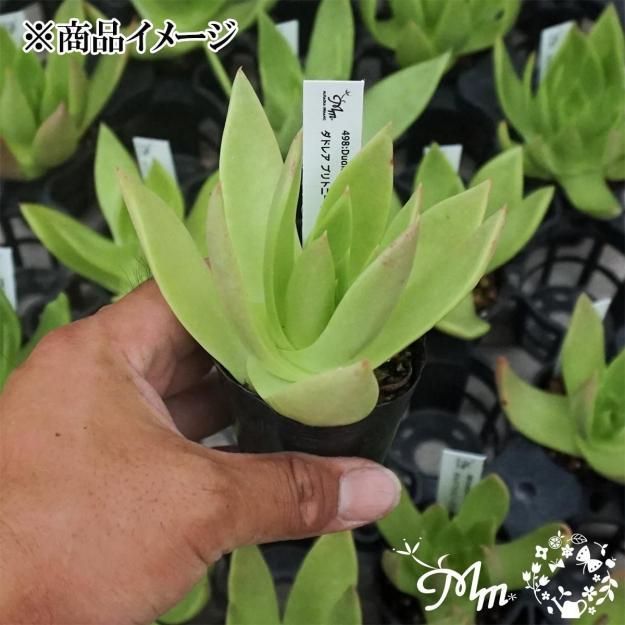 ダドレア・仙女盃（特大）　ブリトニー ダドレア・仙女盃（特大） ブリトニー Dudleya Brittonii