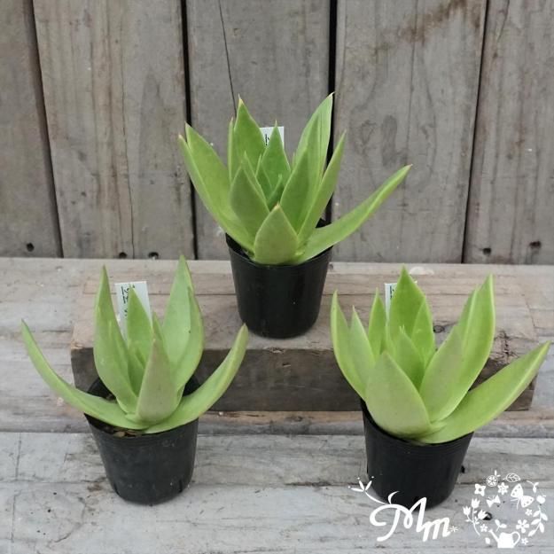 ダドレア・仙女盃（特大）　ブリトニー ダドレア・仙女盃（特大） ブリトニー Dudleya Brittonii