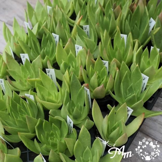 多肉植物　ダドレア　仙女盃　ブリトニー　モンスター 種子20粒 ダドレア・ブリトニー（仙女盃）(Dudleya brittonii