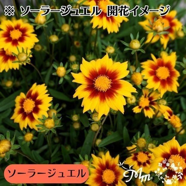 自然 RHシリーズ 4億年の神秘 2個入り 鳴潮】秘宝の地/秘蔵箱4個/リナシータ/エグラ [Treasure Spot