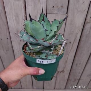 アガベ(多肉植物)の苗の商品一覧をみる