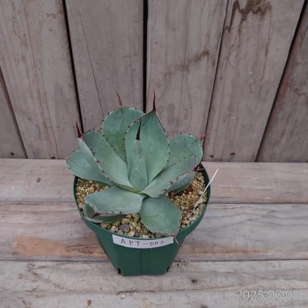 現品販売ID:APT-002】アガベ パリートランカータ15cmスリット鉢