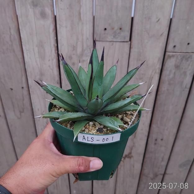 アガベ リトルシャーク 特選株 球体 ドライガーデン カクタス 大株